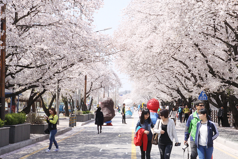 安東桜祭り