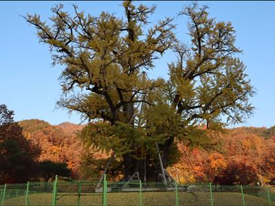 용계리 은행나무