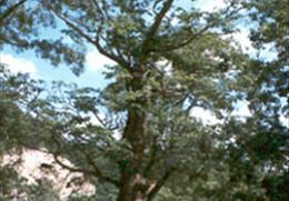 송사동의 소태나무 기타사진