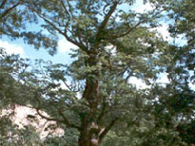 송사동의 소태나무