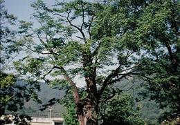 송사동의 소태나무 기타사진