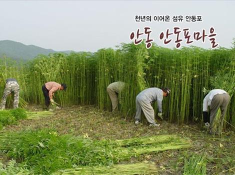 안동포길삼마을