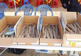 안동학가산산약축제 기타사진