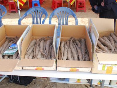 안동학가산산약축제