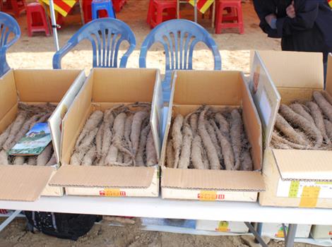 안동학가산산약축제