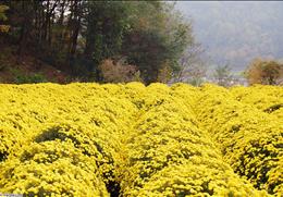 봉정사 국화축제 기타사진