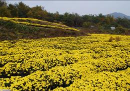 봉정사 국화축제 기타사진