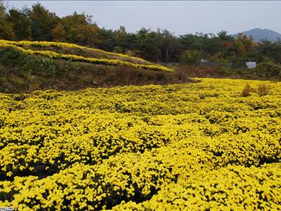 봉정사 국화축제