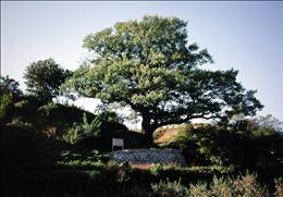 안동 임동면의 굴참나무 기타사진