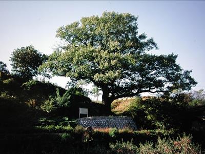 안동 임동면의 굴참나무