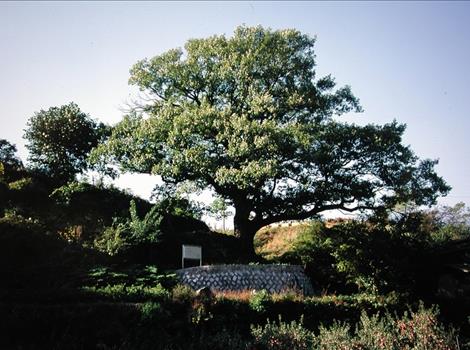 안동 임동면의 굴참나무