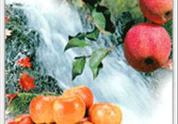 안동사과 기타사진