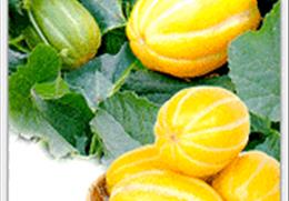 안동참외 기타사진