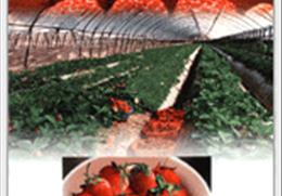 안동딸기 기타사진