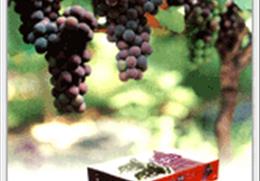 안동 포도 기타사진