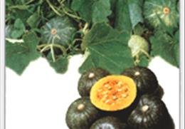 안동 단호박 기타사진