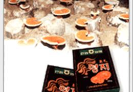 안동 영지버섯 기타사진