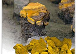 안동 상황버섯 기타사진