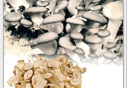 안동 느타리버섯 기타사진