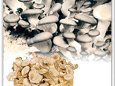 안동 느타리버섯