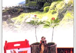 장뇌삼 기타사진