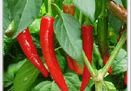 안동 예안태양초 기타사진