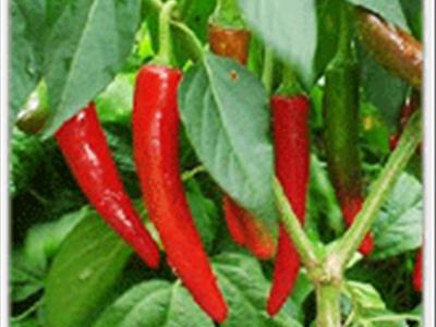 안동 예안태양초