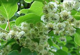 맥설자생식물원 기타사진