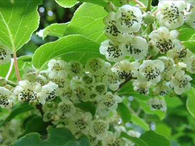 맥설자생식물원