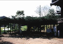 안동 와룡면의 뚝향나무 기타사진