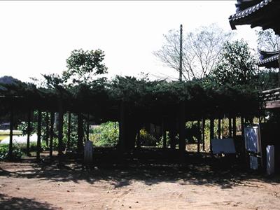 안동 와룡면의 뚝향나무