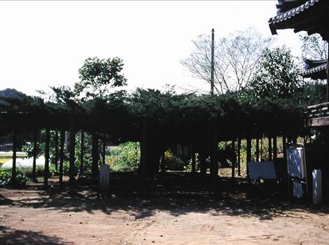 안동 와룡면의 뚝향나무