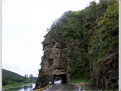 안동 구리의 측백나무 자생지