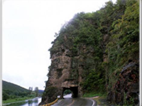 안동 구리의 측백나무 자생지