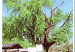 안동 송리동 은행나무 기타사진