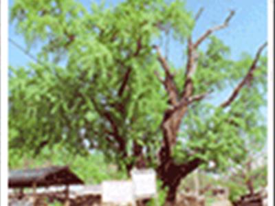 안동 송리동 은행나무