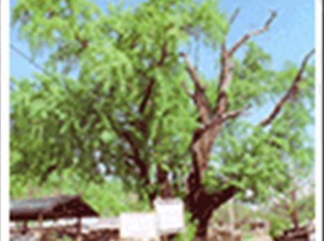 안동 송리동 은행나무