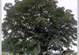 안동 녹전면의 느티나무 기타사진