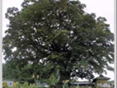 안동 녹전면의 느티나무