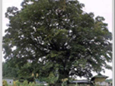 안동 녹전면의 느티나무