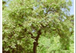 안동 송천동의 모감주나무 기타사진