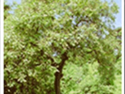 안동 송천동의 모감주나무