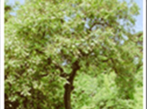 안동 송천동의 모감주나무