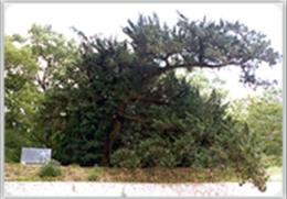 안동 석수암 향나무 기타사진