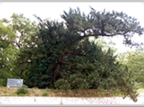 안동 석수암 향나무