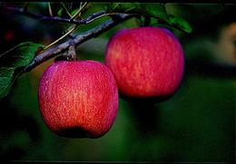 사과이야기 기타사진