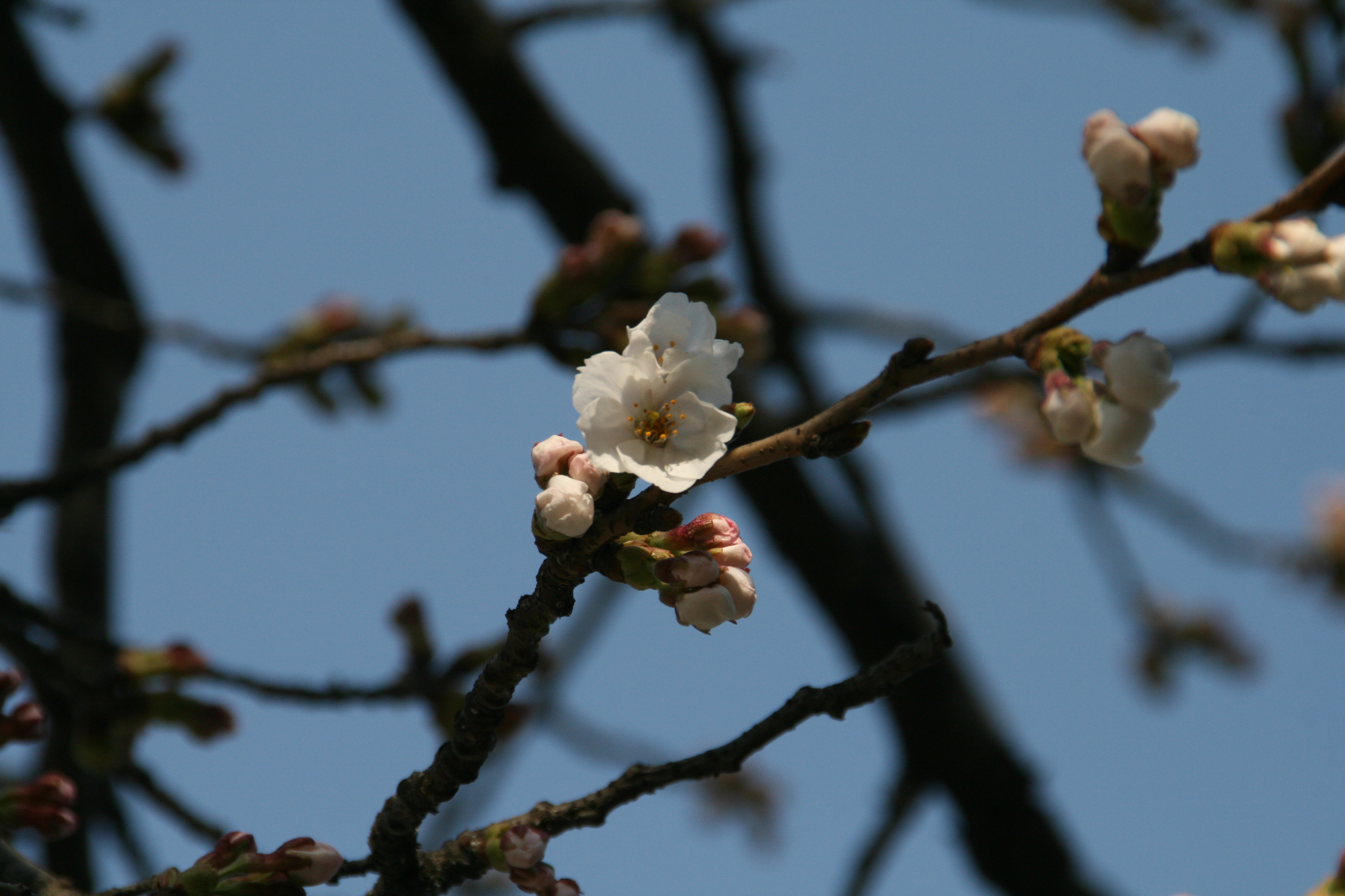 4월 2일 벚꽃개화 현황 첨부사진