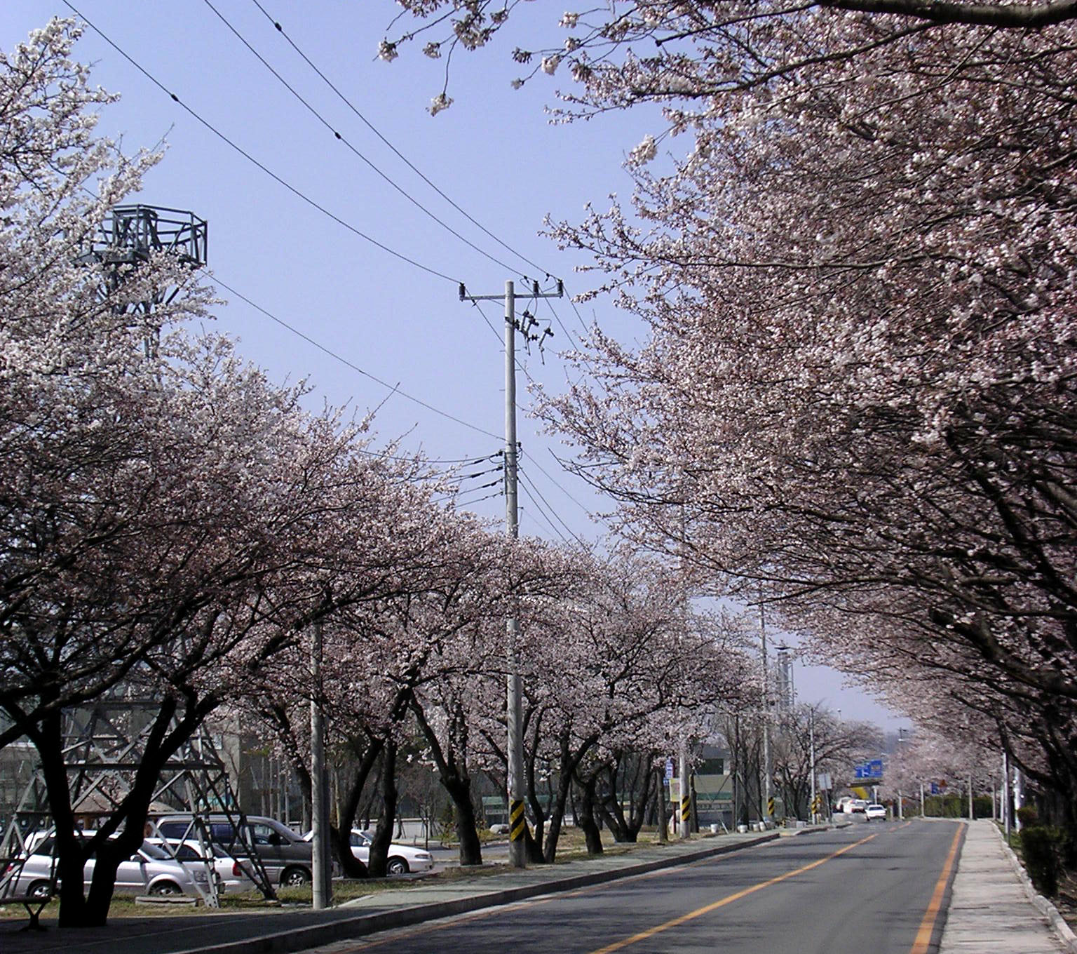 4월 5일 낙동강 벚꽃길 입니다.. 첨부사진