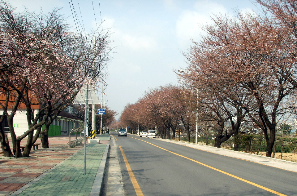 4월 7일 벚꽃길 정보입니다~~