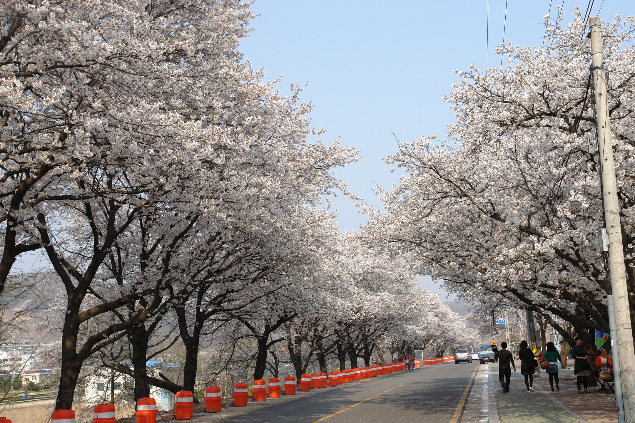 낙동강변 벚꽃, 이번 주말 절정!! 첨부사진